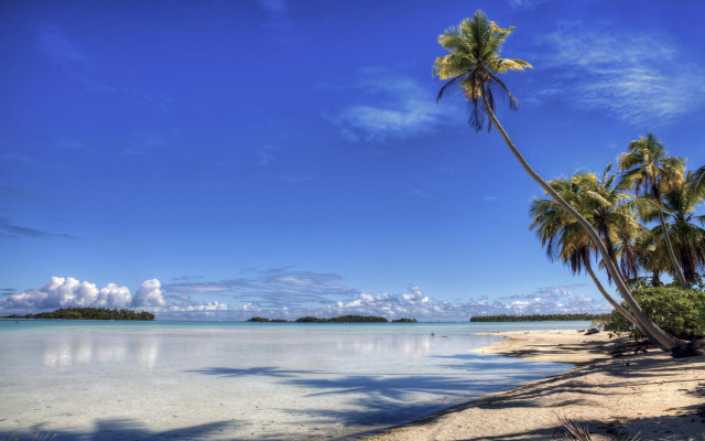 Beach palm trees blue sky #7 free wallpaper - medium preview image
