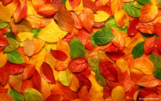 Leaves red wall red chair free wallpaper - medium preview image