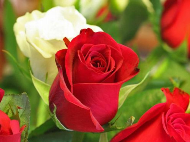 Red rose white flowers green #2 free wallpaper - medium preview image