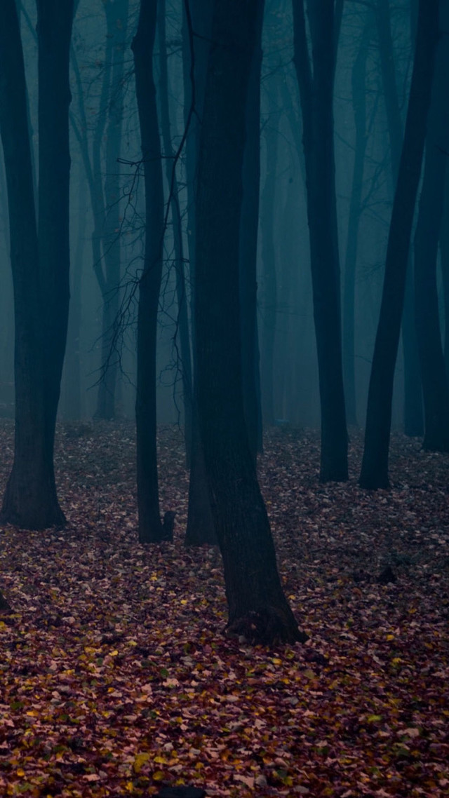 Foggy forest night person walking free wallpaper - medium preview image