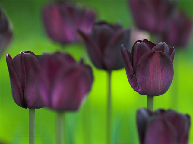 Purple flowers green background blurry free wallpaper - medium preview image
