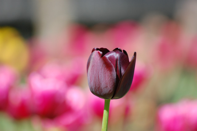 Purple tulip field pink flowers free wallpaper - medium preview image