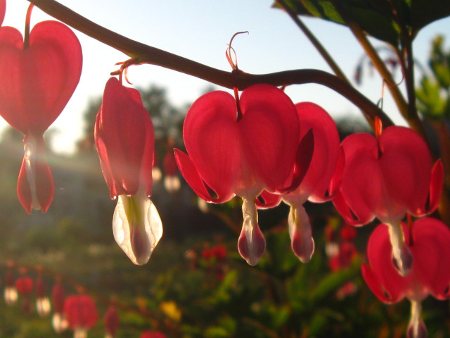 Red flowers hanging tree sunlight free wallpaper - medium preview image