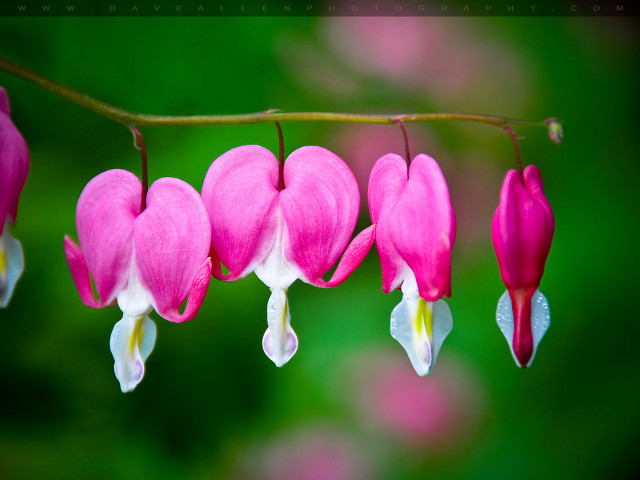 Pink flower white tips macro free wallpaper - medium preview image