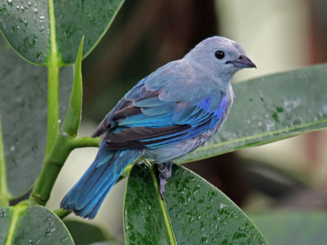 Blue bird green branch rain free wallpaper - medium preview image