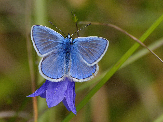 Blue butterfly purple flower grass free wallpaper - medium preview image
