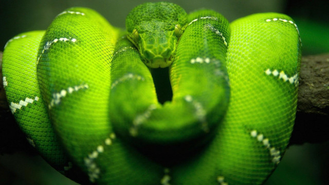 Green snake curled branch head #4 free wallpaper - medium preview image