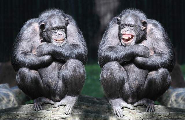 Two monkeys sitting log arms free wallpaper - medium preview image