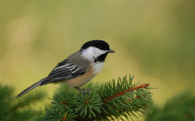 Small bird pine branch ecological free wallpaper - medium preview image