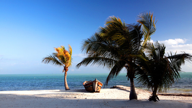 Boat palm tree beach blue free wallpaper - medium preview image