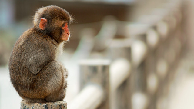 Monkey sitting on wooden post free wallpaper - medium preview image