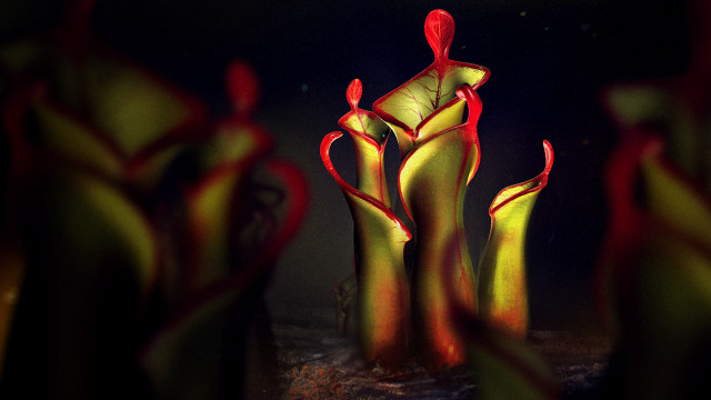 Red yellow sculptures dark room free wallpaper - medium preview image