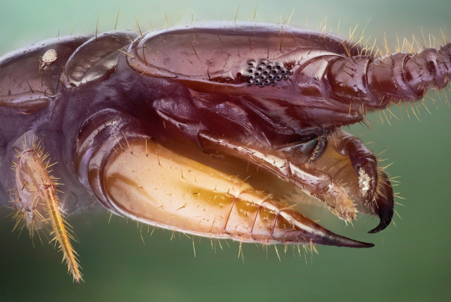 Bug long tongue hairy head free wallpaper - medium preview image