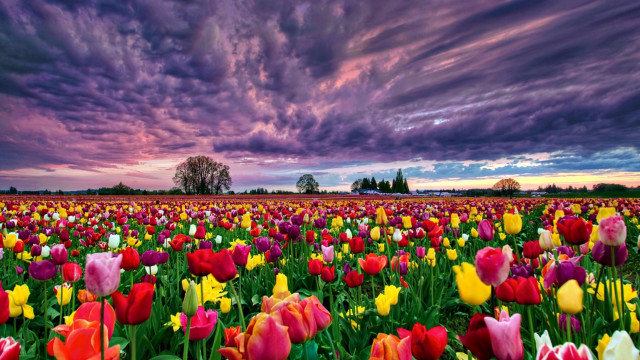 Field flowers purple sky clouds free wallpaper - medium preview image