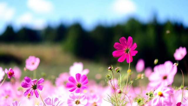Pink flowers sky background trees free wallpaper - medium preview image