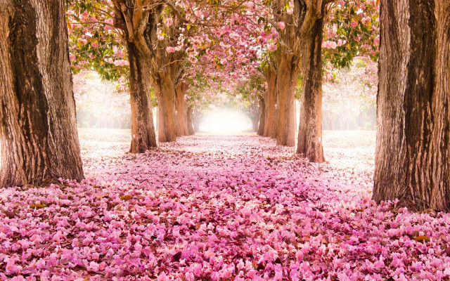Pathway pink flowers trees background free wallpaper - medium preview image
