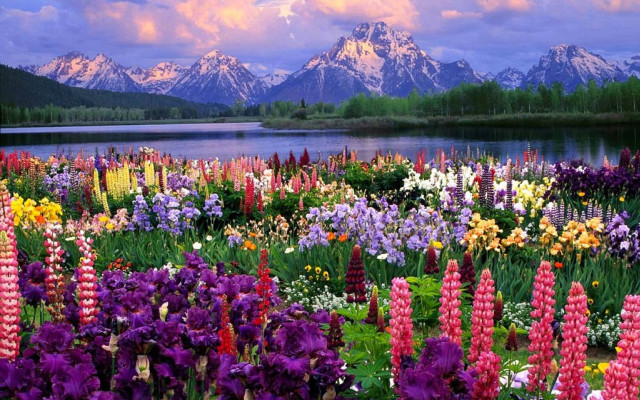 Flower field mountains lake clouds free wallpaper - medium preview image