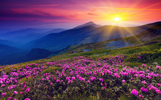 Sunset mountain pink flowers cloudy free wallpaper - medium preview image