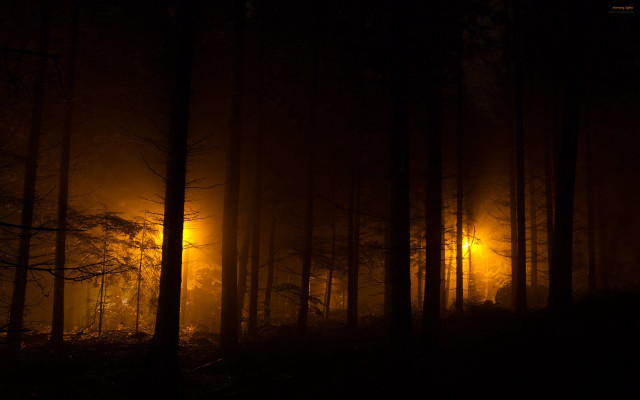 Dark forest light fog trees free wallpaper - medium preview image