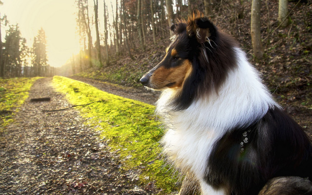 Dog sitting path woods sunlight free wallpaper - medium preview image