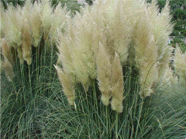 Tall grass white flowers building free wallpaper - medium preview image