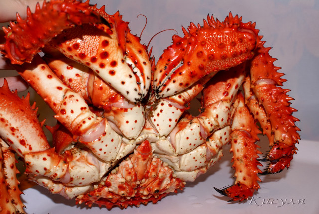 Crab closeup hand knife claws free wallpaper - medium preview image