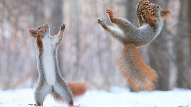 Squirrels playing pinecone snow forest free wallpaper - medium preview image