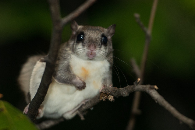 Small animal tree branch blurry #2 free wallpaper - medium preview image