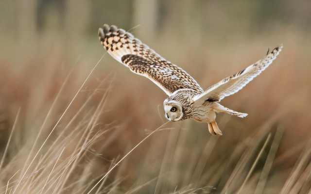 Bird flying over dry grass free wallpaper - medium preview image