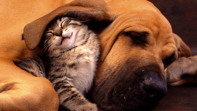 Cat dog sleeping together on free wallpaper - medium preview image