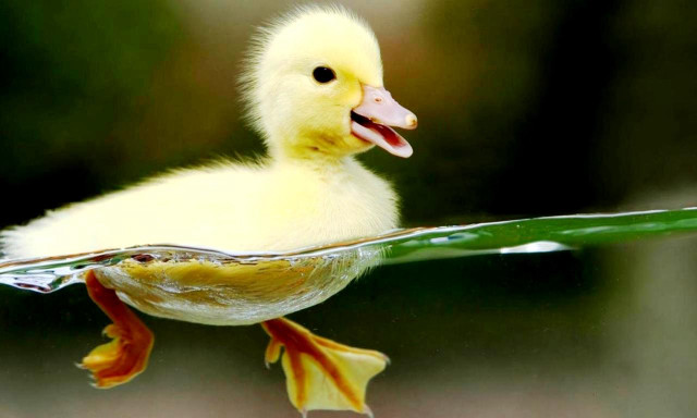 Duckling swimming pool water leaf free wallpaper - medium preview image