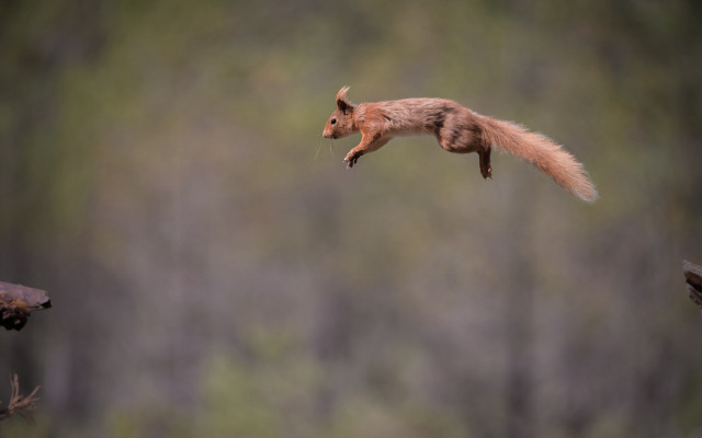 Squirrel flying air tail extended #2 free wallpaper - medium preview image