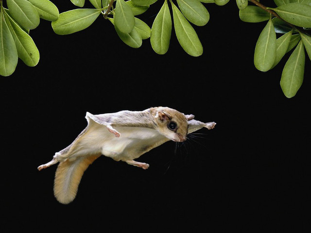 Small animal flying tree branch free wallpaper - medium preview image