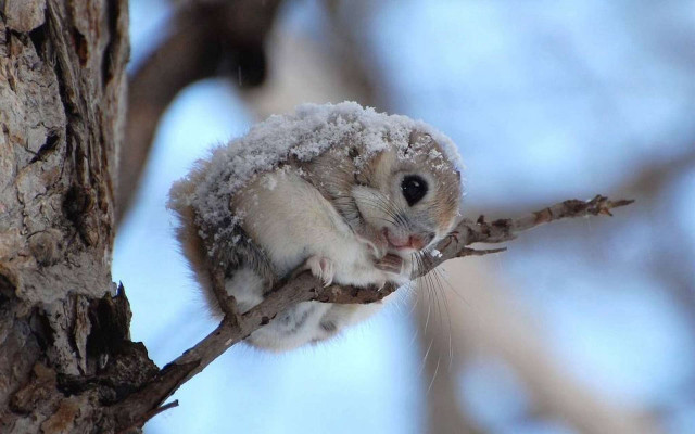 Squirrel branch snow ice winter free wallpaper - medium preview image