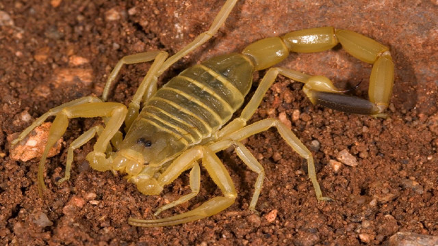 Scorpion sitting ground dirt black free wallpaper - medium preview image
