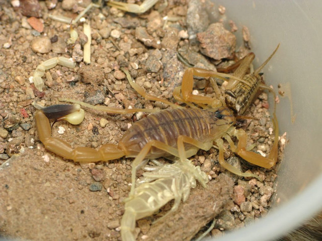 Scorpion dirt bugs dead bugs free wallpaper - medium preview image