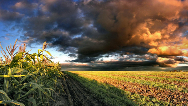 Field dirtroad cloudy sky corn free wallpaper - medium preview image