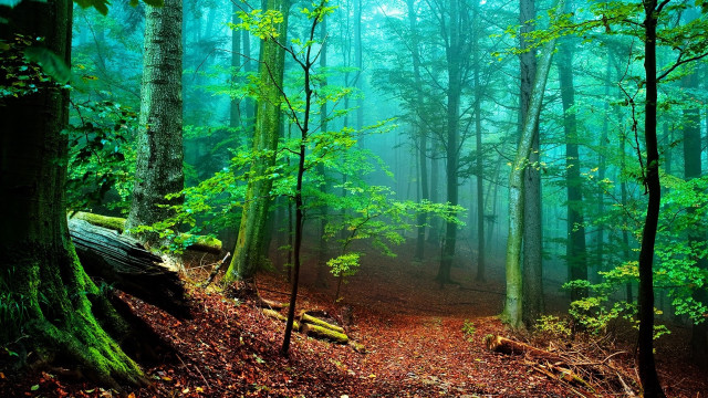 Forest trail fog trees background free wallpaper - medium preview image