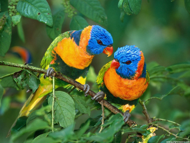 Colorful birds sitting branch tree #3 free wallpaper - medium preview image