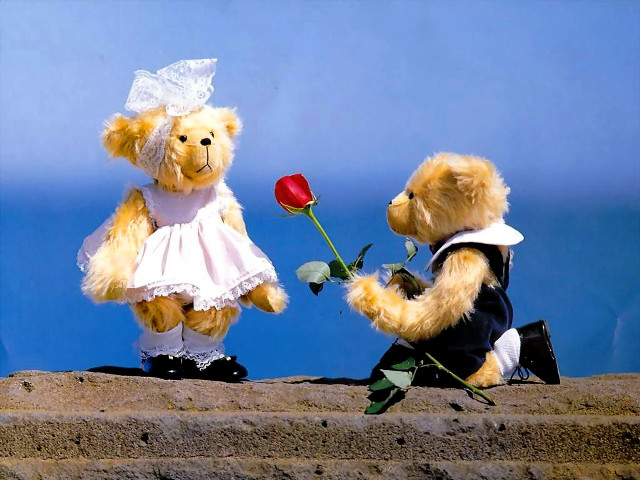Teddy bears wedding attire rose free wallpaper - medium preview image