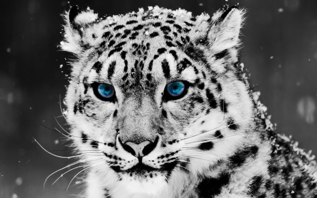 Snow leopard blue eyes snow free wallpaper - medium preview image