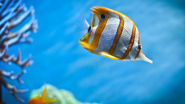 Fish swimming water corals aquatic #2 free wallpaper - medium preview image