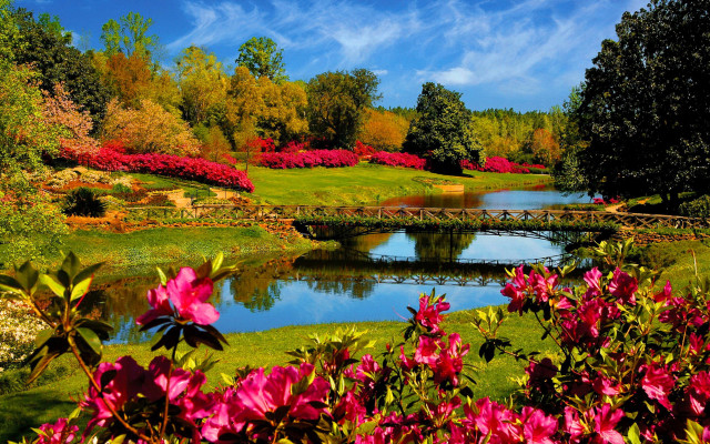 Pond flowers bridge blue sky #2 free wallpaper - medium preview image