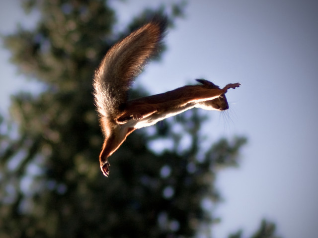 Squirrel flying air tail extended free wallpaper - medium preview image