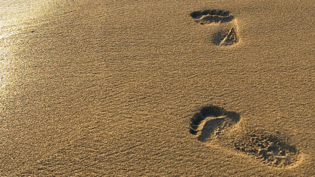 Footprints sand water bird flying #2 free wallpaper - medium preview image