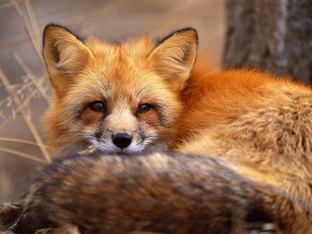 Fox close up sad looking free wallpaper - medium preview image