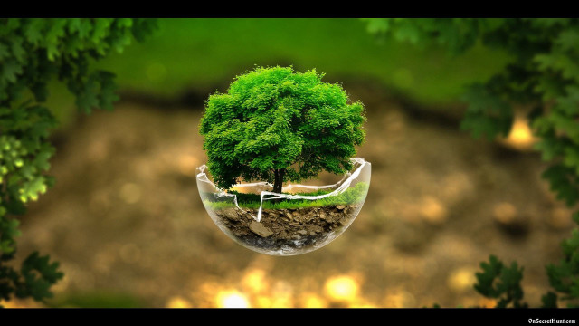 Tree glass vase inside image free wallpaper - medium preview image