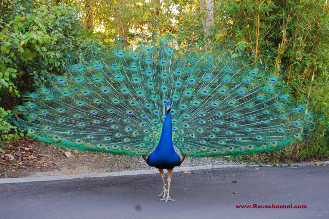 Peacock feathers road trees background free wallpaper - medium preview image