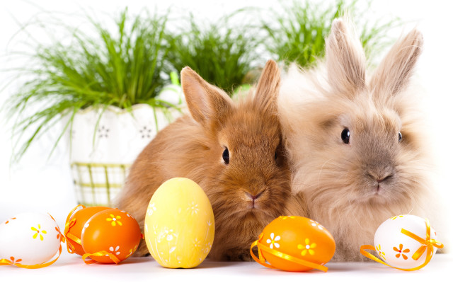 Rabbits eggs plants planter white free wallpaper - medium preview image