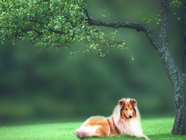 Dog laying grass tree park free wallpaper for desktop - medium preview image